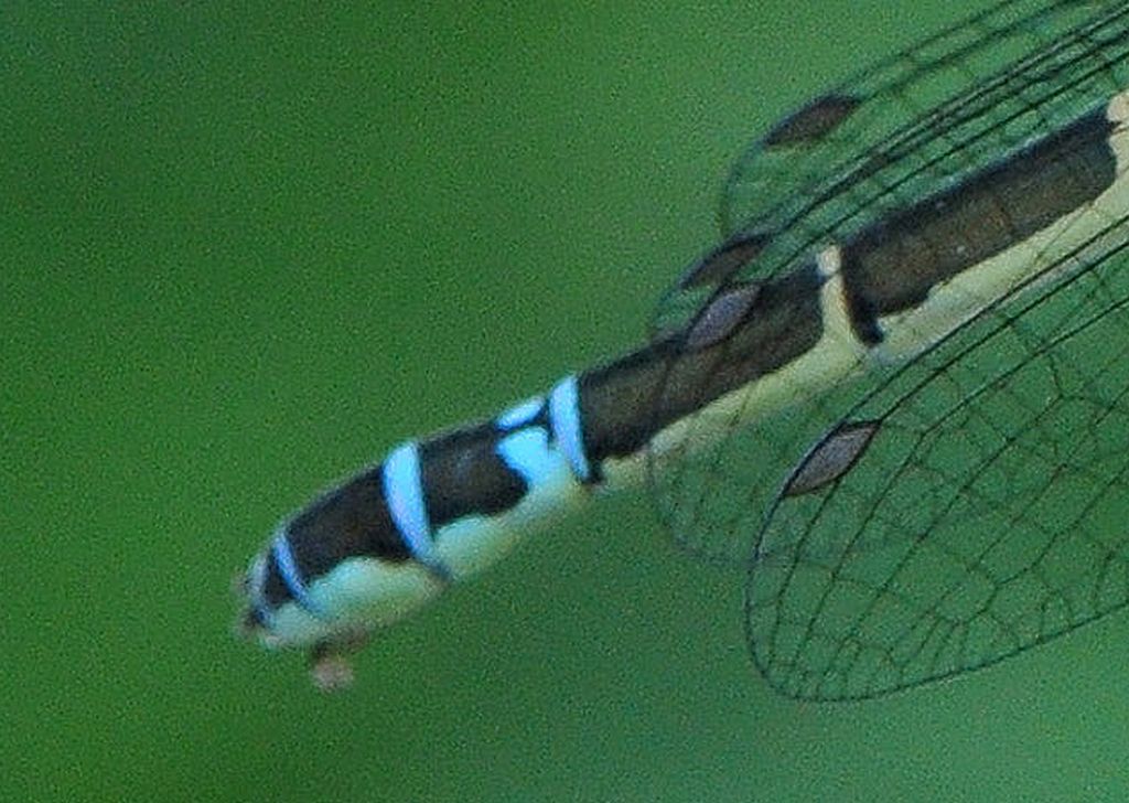 Coenagrionidae: Coenagrion scitulum?    S, femmina!